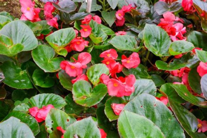 Are annual begonias deer resistant