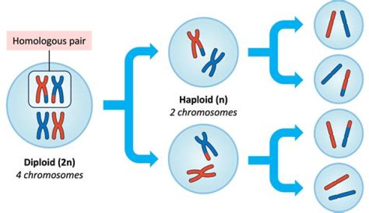 Are muscle cells haploid or diploid