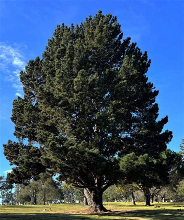 Are there pine trees in California