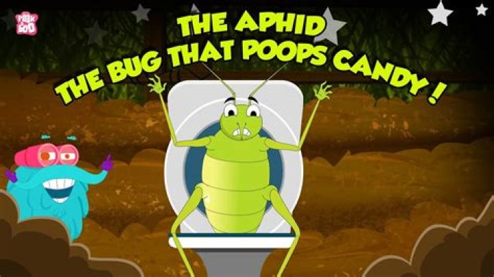 Do ants eat aphid poop