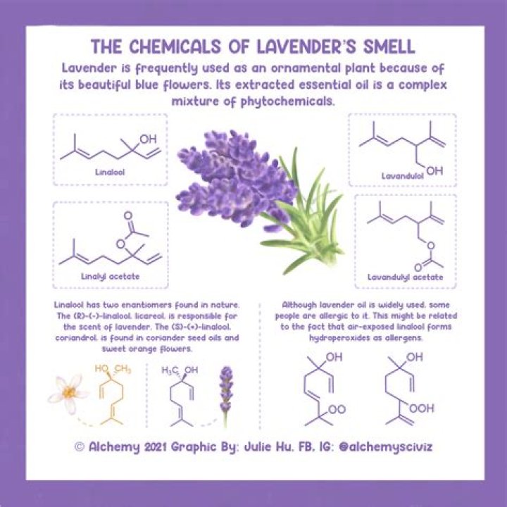 Does Spanish lavender smell