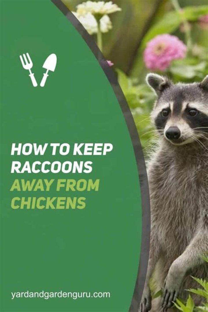 How do I keep raccoons away from my tomatoes