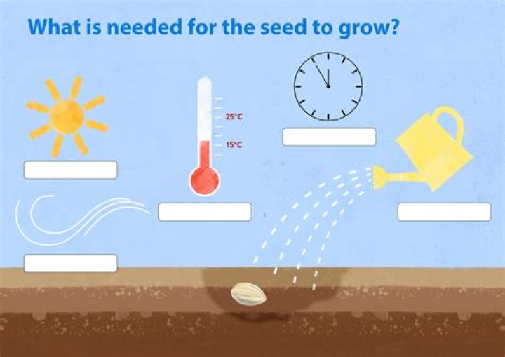 How do plants grow BBC Bitesize