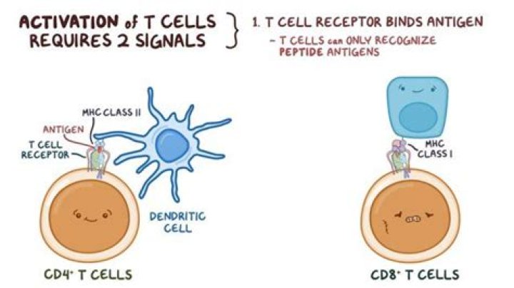 How do T cells become activated quizlet