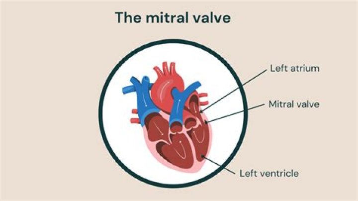 How do you calculate the area of a mitral valve