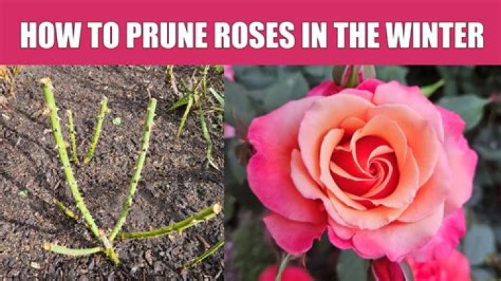 How do you prune Albertine roses