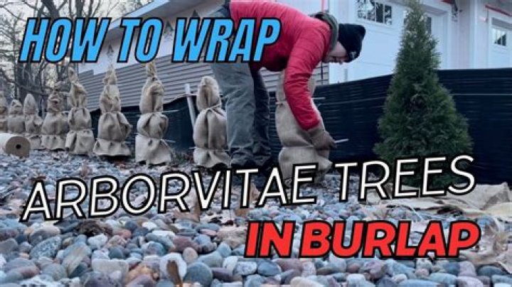 How do you wrap a burlap shrub