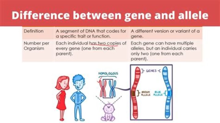 How many genotypes are possible with 5 alleles