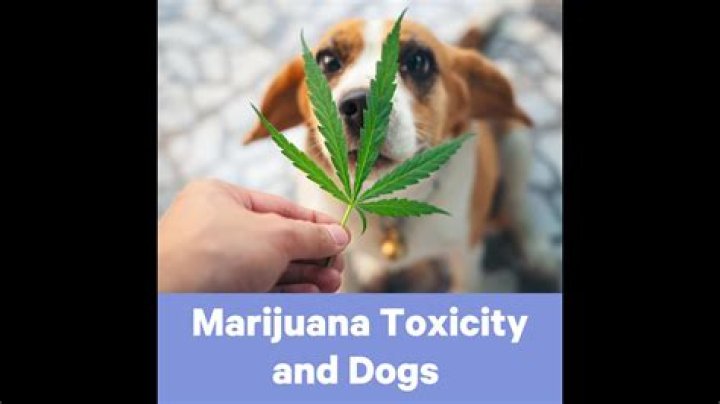 Question: Is Scotts Weed And Feed Toxic To Dogs
