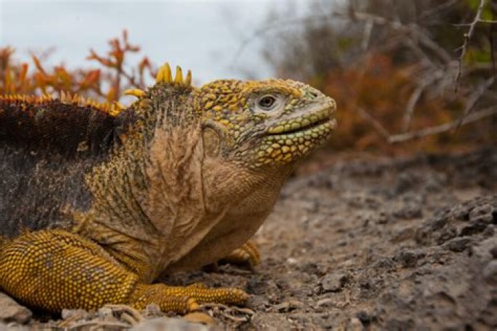 What animals did Charles Darwin observe on the Galapagos Islands