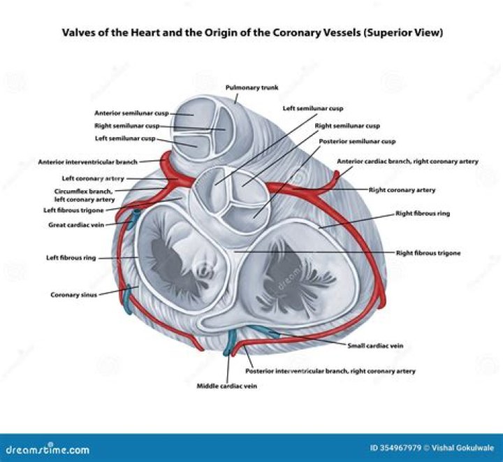 What are the superior heart chambers