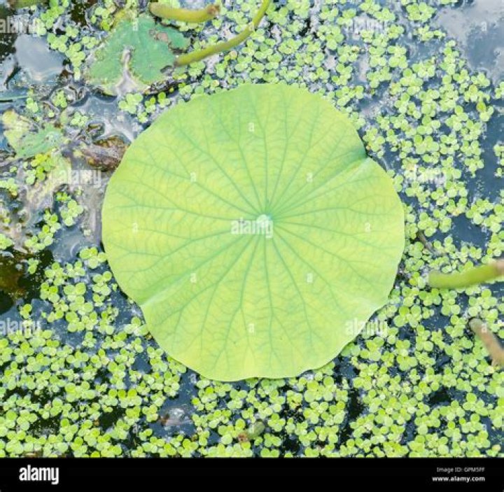 What are water lily leaves called