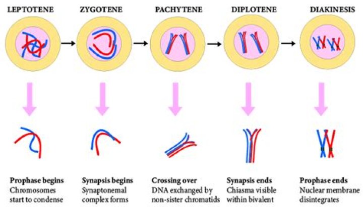 What is Diplotene stage