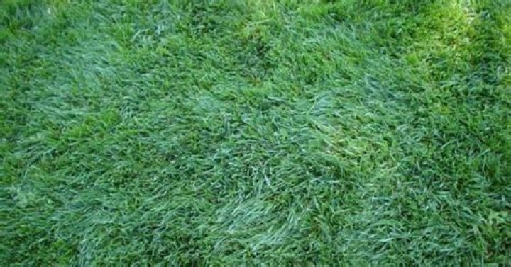 What is Marathon grass