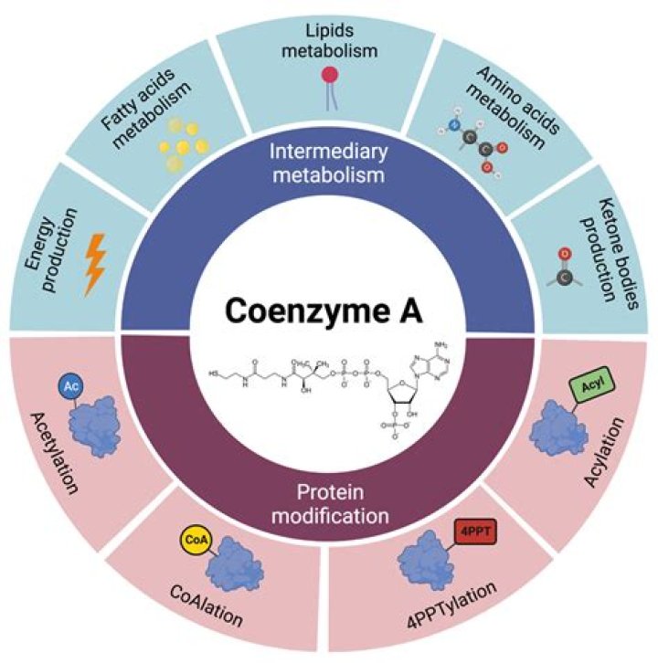 What is the function of coenzyme A