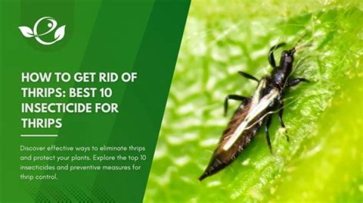 What pesticide kills thrips