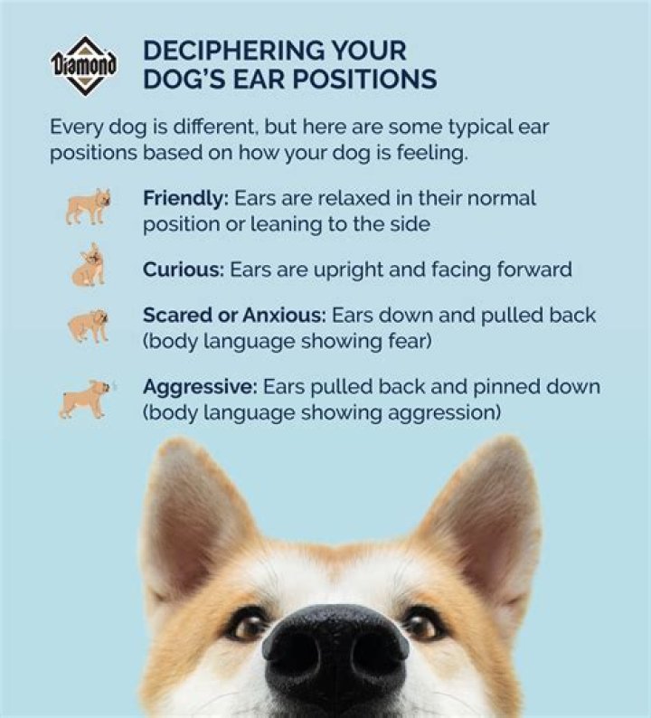 Why Do Dogs Like Scratched Behind The Ears