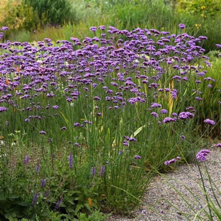 Will Verbena bonariensis grow in part shade